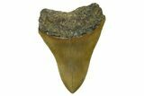 Serrated, Fossil Megalodon Tooth - North Carolina #275528-2